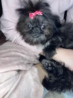 Girl #1, a female Shih Tzu for sale in Naperville, IL – Photo 2 of 10