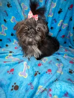 Girl #1, a female Shih Tzu for sale in Naperville, IL – Photo 5 of 10