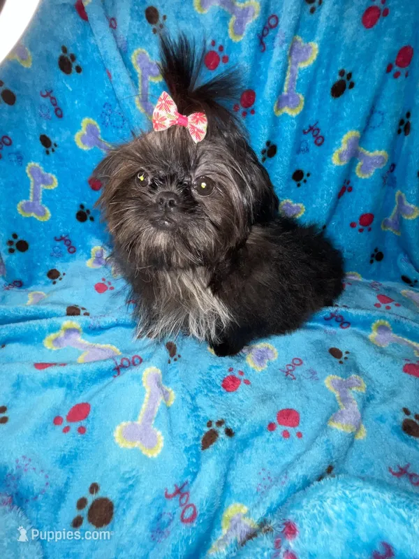 Girl #1 – Shih Tzu puppy for sale in Naperville, IL