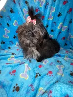 Girl #1, a female Shih Tzu for sale in Naperville, IL – Photo 6 of 10