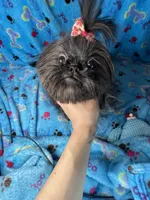 Girl #1, a female Shih Tzu for sale in Naperville, IL – Photo 7 of 10