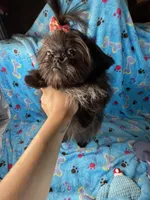 Girl #1, a female Shih Tzu for sale in Naperville, IL – Photo 4 of 10
