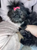 Girl #1, a female Shih Tzu for sale in Naperville, IL – Photo 8 of 10