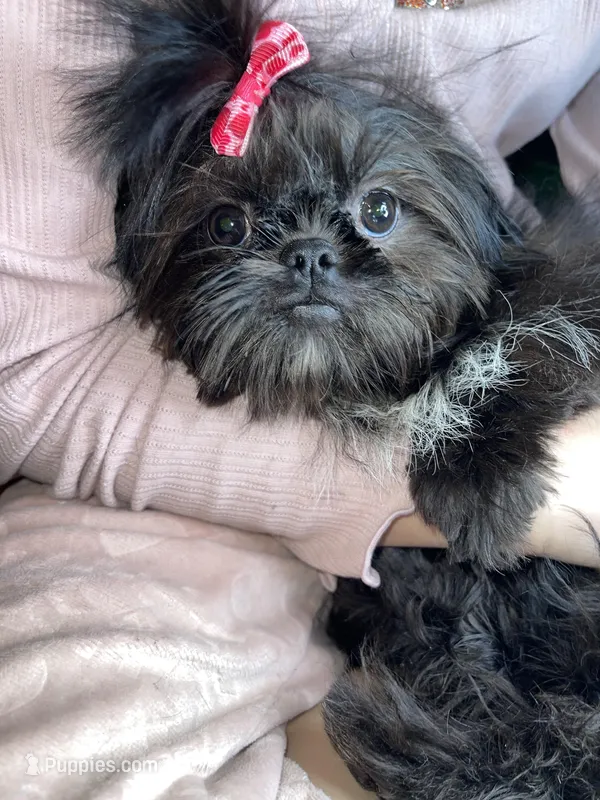 Girl #1 – Shih Tzu puppy for sale in Naperville, IL