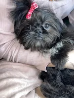 Girl #1, a female Shih Tzu for sale in Naperville, IL – Photo 9 of 10
