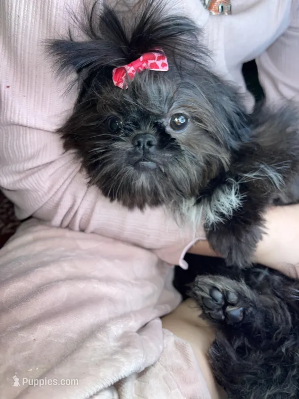 Girl #1 – Shih Tzu puppy for sale in Naperville, IL