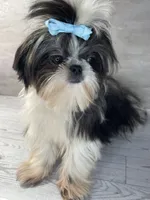 Girl #1, a female Shih Tzu for sale in Naperville, IL – 8 of 10