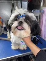 Boy#2, a male Shih Tzu for sale in Naperville, IL – 9 of 10