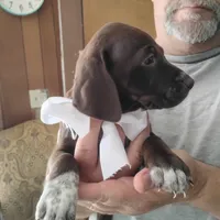 Tweety, a female German Shorthaired Pointer for sale in Defuniak Springs, FL – 10 of 10