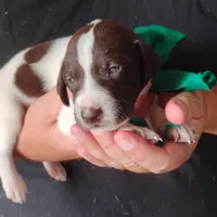 Tuna Fish , a male German Shorthaired Pointer for sale in Defuniak Springs, FL – 2 of 6