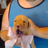 Posie, a female Labrador Retriever for sale in Defuniak Springs, FL – 7 of 10