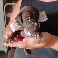 Remora, a female German Shorthaired Pointer for sale in Defuniak Springs, FL – 6 of 6