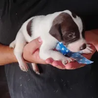 Barracuda, a male German Shorthaired Pointer for sale in Defuniak Springs, FL – 2 of 6