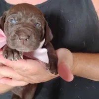 Guppy, a female German Shorthaired Pointer for sale in Defuniak Springs, FL – 1 of 7