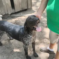 Jackson, a male German Shorthaired Pointer for sale in Defuniak Springs, FL – 6 of 9