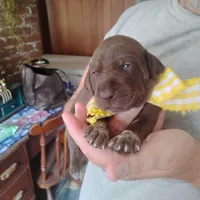 Abigail, a female German Shorthaired Pointer for sale in Defuniak Springs, FL – 2 of 9