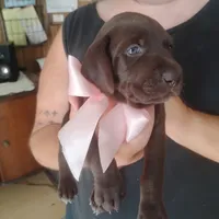 Bethany, a female German Shorthaired Pointer for sale in Defuniak Springs, FL – 10 of 10