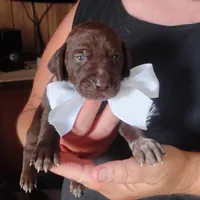 Marlin, a male German Shorthaired Pointer for sale in Defuniak Springs, FL – 2 of 7