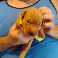 Sunny Flower, a female Labrador Retriever for sale in Defuniak Springs, FL – 9 of 9
