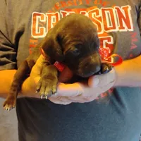 Speedy Gonzales, a male German Shorthaired Pointer for sale in Defuniak Springs, FL – 5 of 6