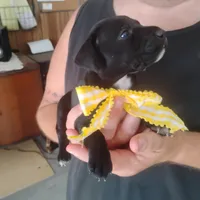 Audrey, a female German Shorthaired Pointer for sale in Defuniak Springs, FL – 3 of 9