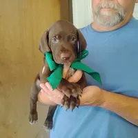 Sigmond , a male German Shorthaired Pointer for sale in Defuniak Springs, FL – 9 of 10