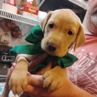 Timmy , a male Labrador Retriever for sale in Defuniak Springs, FL – 7 of 8