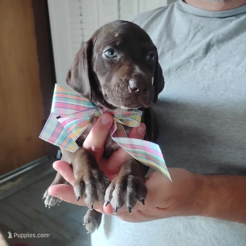 Remora – German Shorthaired Pointer puppy for sale in Defuniak Springs, FL