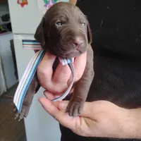 Clara, a female German Shorthaired Pointer for sale in Defuniak Springs, FL – 4 of 8