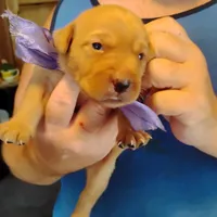 Lilac, a female Labrador Retriever for sale in Defuniak Springs, FL – 3 of 7