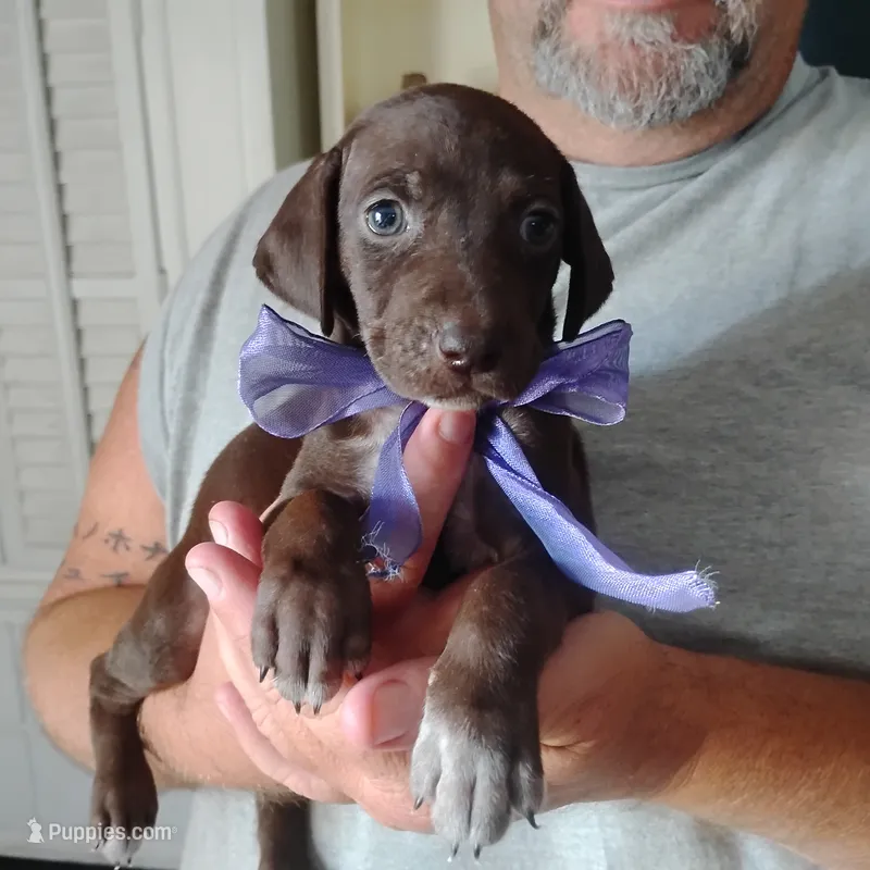 Lil' Perch  – German Shorthaired Pointer puppy for sale in Defuniak Springs, FL