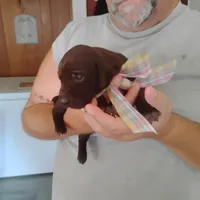 Patricia, a female German Shorthaired Pointer for sale in Defuniak Springs, FL – 2 of 9