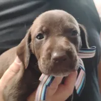 Petunia, a female German Shorthaired Pointer for sale in Defuniak Springs, FL – 7 of 8