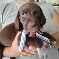Petunia, a female German Shorthaired Pointer for sale in Defuniak Springs, FL – 5 of 8