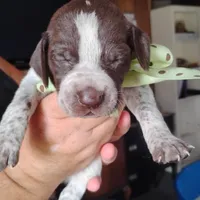Amber Jack , a male German Shorthaired Pointer for sale in Defuniak Springs, FL – 5 of 7