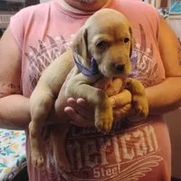 Lilac, a female Labrador Retriever for sale in Defuniak Springs, FL – 5 of 8