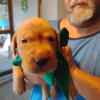 Timmy , a male Labrador Retriever for sale in Defuniak Springs, FL – 2 of 8