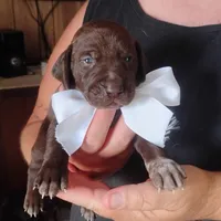 Marlin, a male German Shorthaired Pointer for sale in Defuniak Springs, FL – 5 of 7
