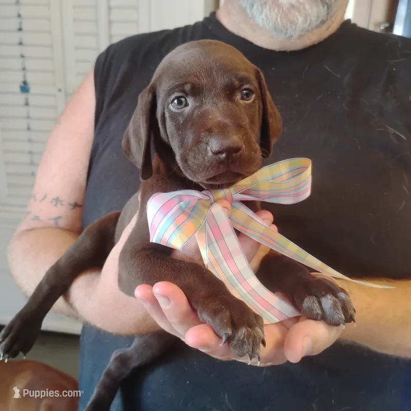 Patricia – German Shorthaired Pointer puppy for sale in Defuniak Springs, FL