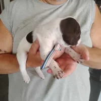 Madilyn, a female German Shorthaired Pointer for sale in Defuniak Springs, FL – 9 of 10
