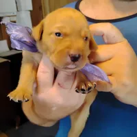Lilac, a female Labrador Retriever for sale in Defuniak Springs, FL – 5 of 7