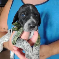 Rocky Road, a male German Shorthaired Pointer for sale in Defuniak Springs, FL – 5 of 9
