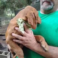Woodrow, a male Labrador Retriever for sale in Defuniak Springs, FL – 6 of 9