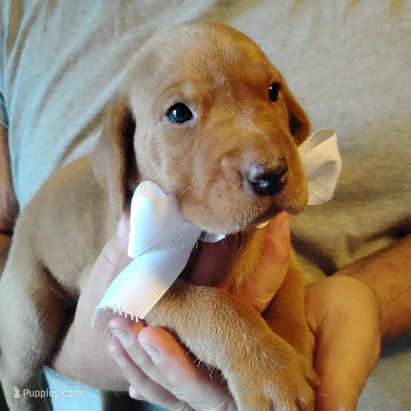 Ollie – Labrador Retriever puppy for sale in Defuniak Springs, FL