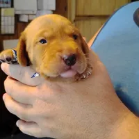 Jeffrey , a male Labrador Retriever for sale in Defuniak Springs, FL – 5 of 7