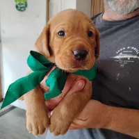 Tommy, a male Labrador Retriever for sale in Defuniak Springs, FL – 2 of 6