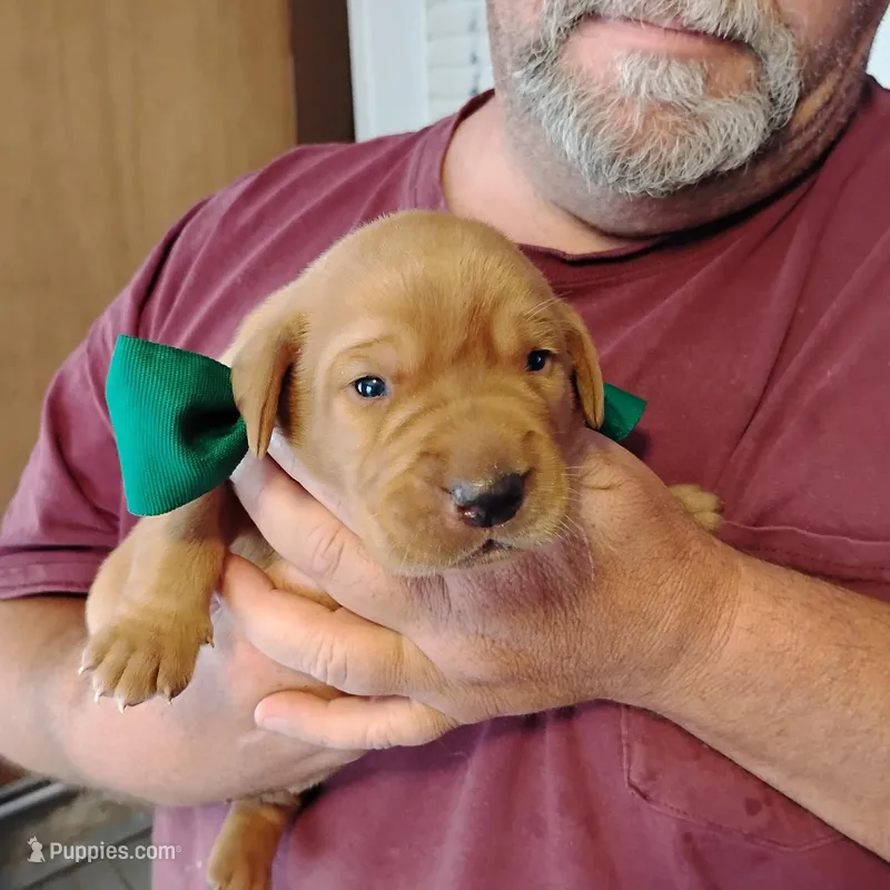 Tommy – Labrador Retriever puppy for sale in Defuniak Springs, FL