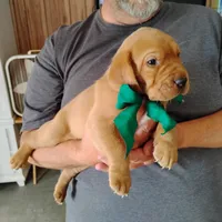 Tommy, a male Labrador Retriever for sale in Defuniak Springs, FL – 6 of 6