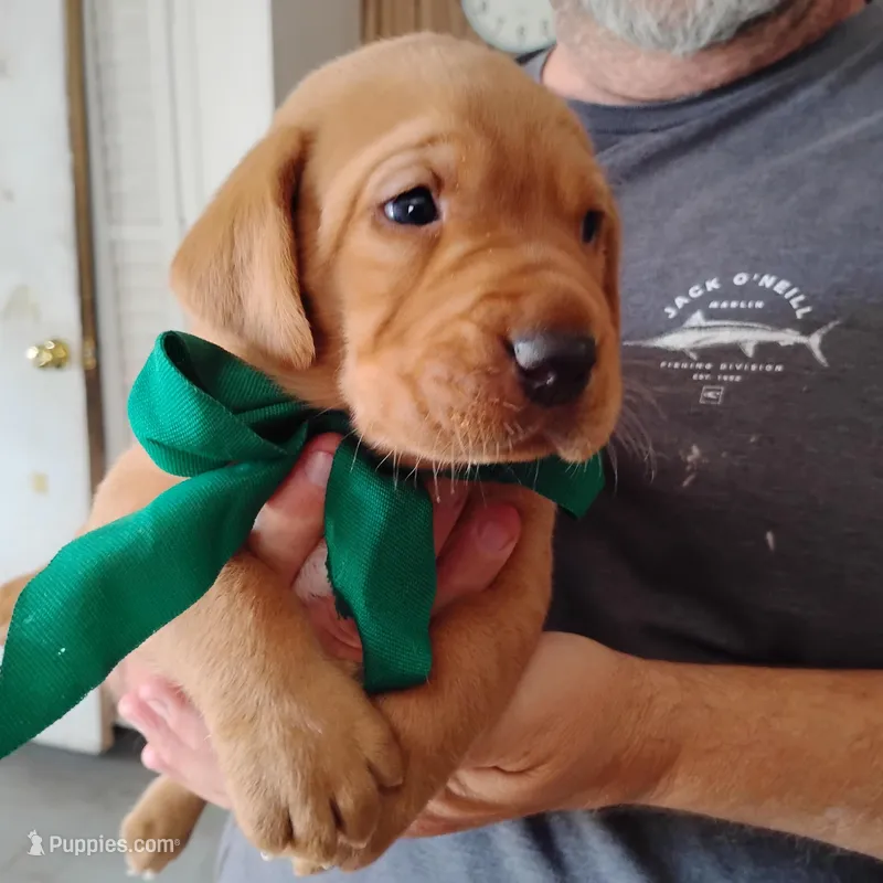 Tommy – Labrador Retriever puppy for sale in Defuniak Springs, FL