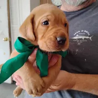 Tommy, a male Labrador Retriever for sale in Defuniak Springs, FL – 1 of 6